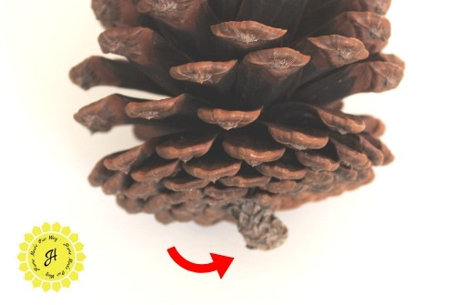 pine cone top